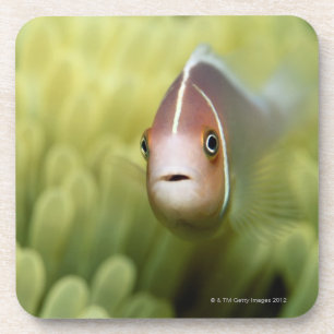 Rosa Anemonen-Fische Getränkeuntersetzer