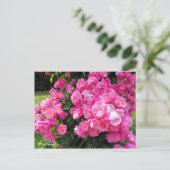 Rosa Angela［Postcard］ Postkarte (Stehend Vorderseite)