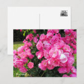 Rosa Angela［Postcard］ Postkarte (Vorne/Hinten)