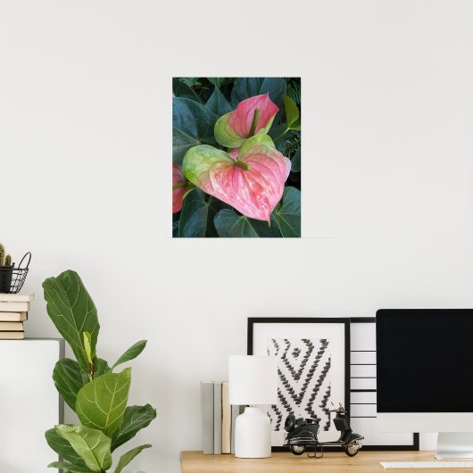 Rosa Anthurium-Blume Blumenfotografie Poster (Heimbüro)