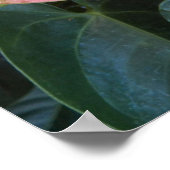 Rosa Anthurium-Blume Blumenfotografie Poster (Ecke)