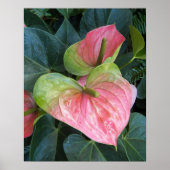 Rosa Anthurium-Blume Blumenfotografie Poster (Vorne)