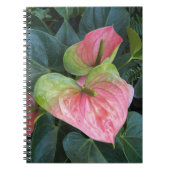 Rosa Anthurium Blume Notizblock (Vorderseite)