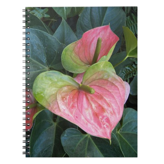 Rosa Anthurium Blume Notizblock (Vorderseite)