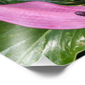 Rosa Anthurium Blüten und Blätter mit Blätter Fotodruck (Ecke)