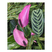 Rosa Anthurium Blüten und Blätter mit Blätter Fotodruck (Vorne)