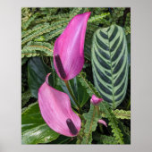 Rosa Anthurium Blüten und Blätter mit Blätter Poster (Vorne)