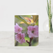 Rosa Apfelblüte im Frühjahr Foto für Mama