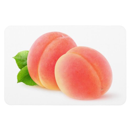 Rosa Aprikosen Magnet (Horizontal)