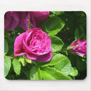 Rosa aromatische Rose Blume mit grünen Blätter Mousepad
