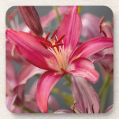 Rosa Asiatische Lily, Blume Foto Getränkeuntersetzer (Vorderseite)