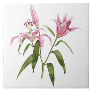 Rosa Asiatischer Stargazer Lily Botanische Kunst Fliese