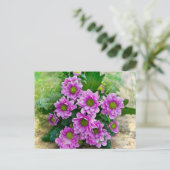 Rosa Astern Postkarte (Stehend Vorderseite)