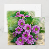 Rosa Astern Postkarte (Vorne/Hinten)