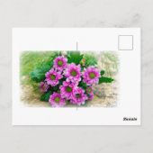 Rosa Astern Postkarte (Rückseite)