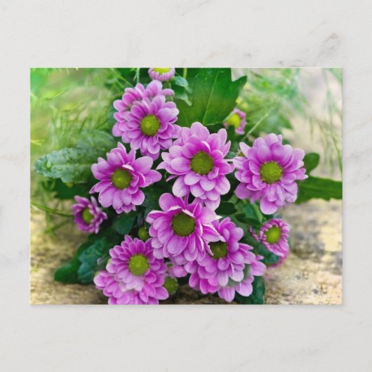Rosa Astern Postkarte (Vorderseite)