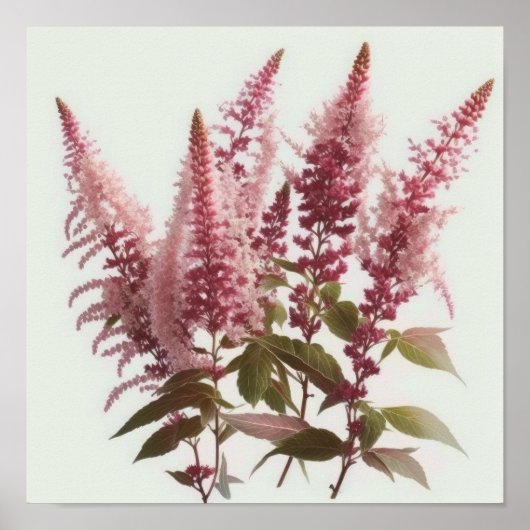 Rosa Astilbe Blume Art Print Poster (Vorne)