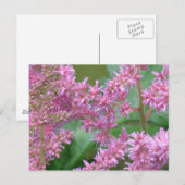 Rosa Astilbe Blume Postkarte (Vorne/Hinten)