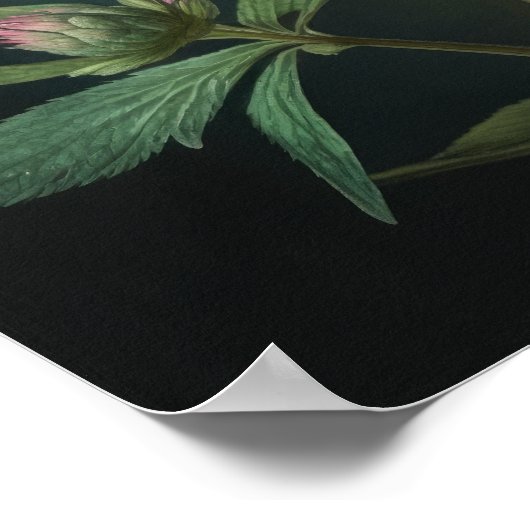 Rosa Astrantia Blume Art Print Poster (Ecke)