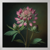 Rosa Astrantia Blume Art Print Poster (Vorne)