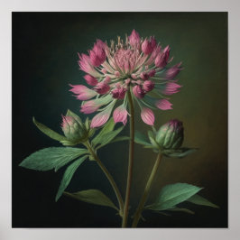 Rosa Astrantia Blume Art Print Poster