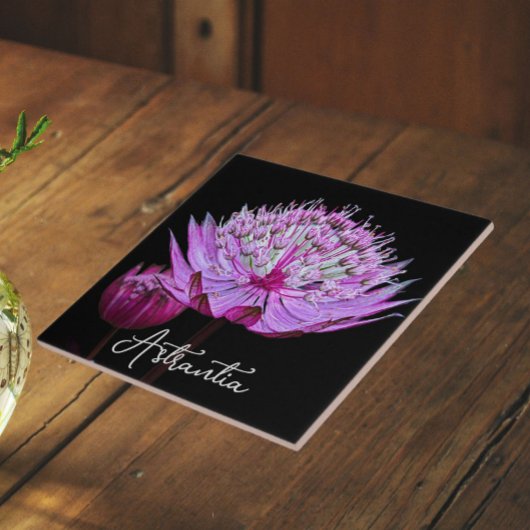 Rosa Astrantia Blume auf schwarzem Hintergrund Fliese