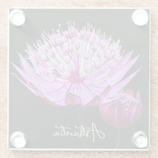 Rosa Astrantia-Blume Glasuntersetzer (Rückseite)