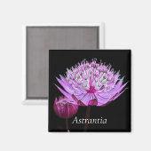 Rosa Astrantia-Blume Magnet (Vorderseite/Rückseite)