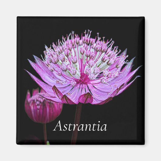 Rosa Astrantia-Blume Magnet (Vorne)