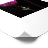 Rosa Astrantia-Blume Poster (Ecke)