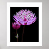 Rosa Astrantia-Blume Poster (Vorne)