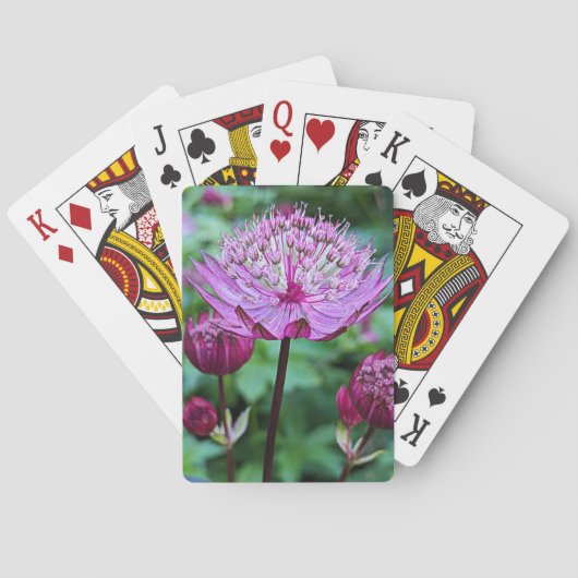 Rosa Astrantia Blumen Spielkarten (Rückseite)