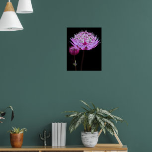 Rosa Astrantia-Blüte auf schwarzer Blüte Poster