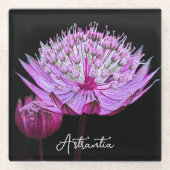Rosa Astrantia-Blüte auf schwarzer floraler Oberfl Glasuntersetzer (Vorderseite)