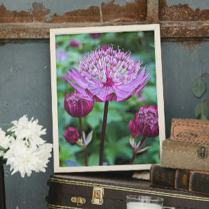 Rosa Astrantia-Blüte Floral Fotodruck