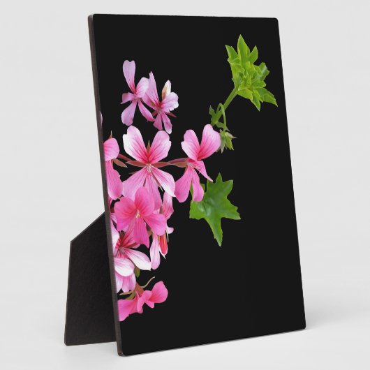 Rosa auf schwarz fotoplatte (Seite)