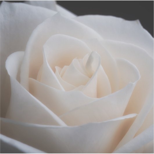 Rosa Aufkleber (Vorderseite)