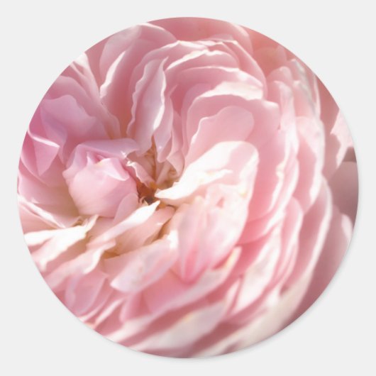 Rosa Aufkleber (Vorderseite)
