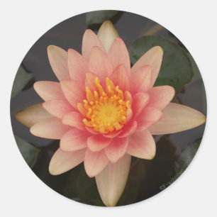 Rosa Aufkleber der Wasser-Lilien-v1