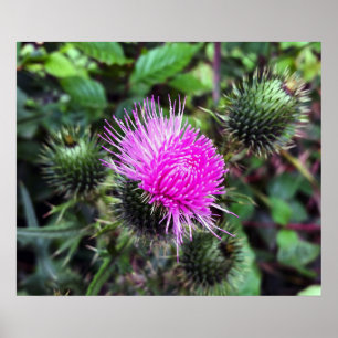 Rosa Ausbruch Poster