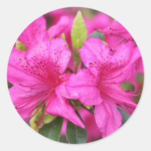 rosa Azalea Blume 杜 鹃 花 Runder Aufkleber