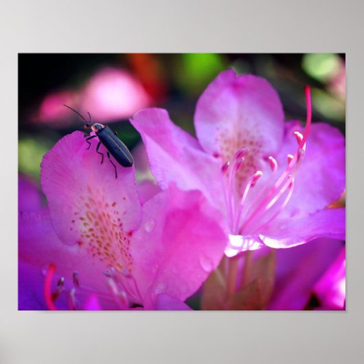 Rosa Azalea-Blume, die Firefly-Insekt besuchen Poster (Vorne)