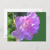 Rosa Azalea Blume Foto Postkarte (Vorne/Hinten)