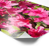 Rosa Azalea Blume Fotodruck (Ecke)