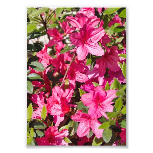 Rosa Azalea Blume Fotodruck (Vorne)