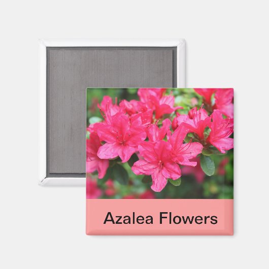 Rosa Azalea-Blume Magnet (Vorderseite/Rückseite)