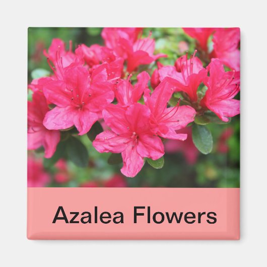 Rosa Azalea-Blume Magnet (Vorne)