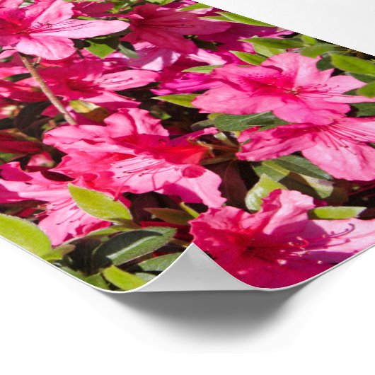 Rosa Azalea Blume Poster (Ecke)