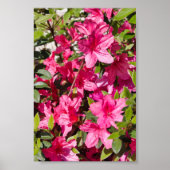 Rosa Azalea Blume Poster (Vorne)