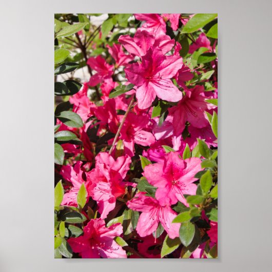 Rosa Azalea Blume Poster (Vorne)